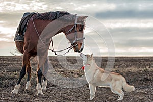 Siberian husky meets a horse in an empty autumn field