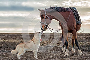 Siberian husky meets a horse in an empty autumn field