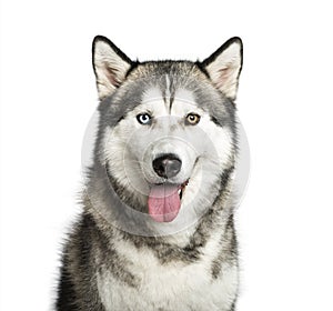 Siberian Husky, 9 months old, in front of white background photo