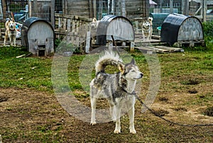 Siberian husky at Musher Camp Siberianos de Fuego in Patagonia