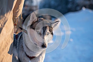 Siberian husky near her musher in Yakutsk, Yakutia. Sled dog team are waiting for races