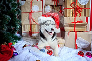 Siberian Husky in a New Year's cap near the Christmas tree
