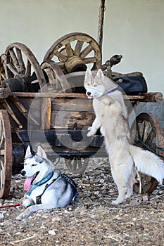 Siberian Husky and old cart