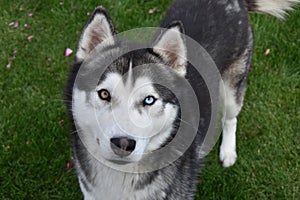 Siberian husky with one blue and other brown eye