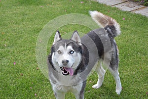 Siberian husky with one blue and other brown eye