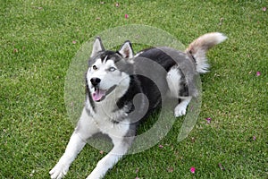 Siberian husky with one blue and other brown eye