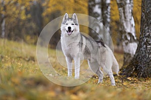 Siberian husky photo