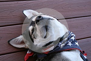 Siberian Husky with Patriotic Scarf