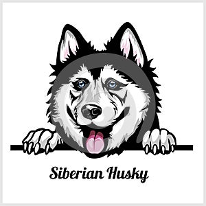 Siberian Husky - Peeking Dogs - breed face head isolated on white
