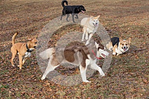 Siberian husky, pit bull terrier, akita inu, labrador retriever and pembroke welsh corgi are playing in the autumn park