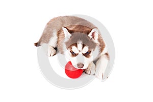 Siberian husky playing with a ball.