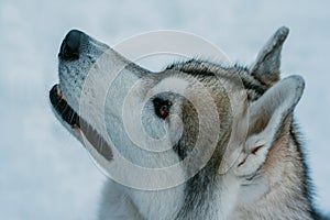 Siberian husky portrait