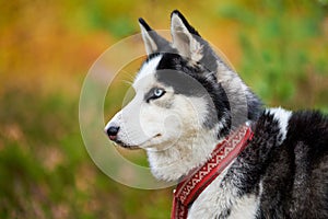 Siberian Husky portrait close up, Siberian Husky head side view, Husky dog muzzle sled dog breed