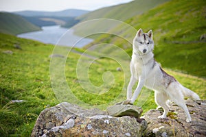 Siberian Husky