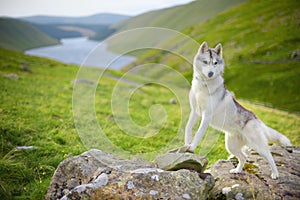 Siberian Husky photo