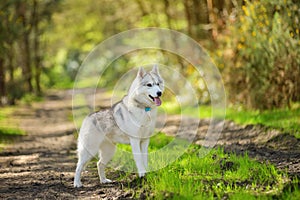 Siberian Husky photo