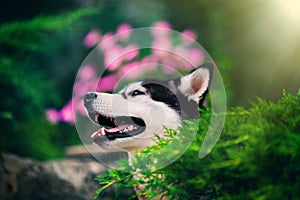 Siberian husky portrait with flowers and sun