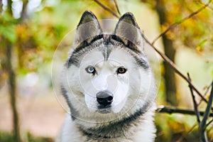 Siberian Husky portrait with heterochromia close up, Siberian Husky dog muzzle, sled dog breed