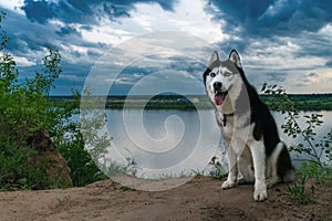 Siberian husky portrait. Husky dog with blue eyes sits on the river bank in the background of clouds. Dramatic summer landscape.