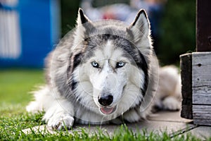 Siberian husky portrait, lying outdoors on the grass