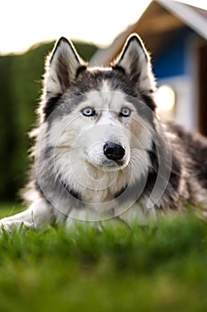 Siberian husky portrait, lying outdoors on the grass