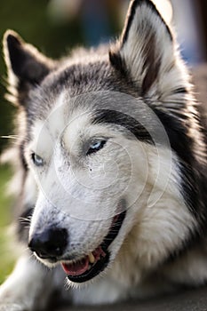 Siberian husky portrait, lying outdoors on the grass