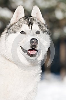 Siberian husky portrait at winter