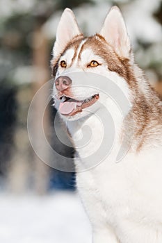 Siberian husky portrait at winter