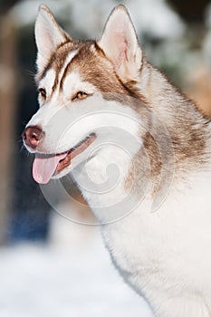 Siberian husky portrait at winter