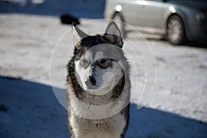 Siberian Husky portret, on a street in Bucharest