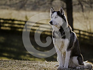 Siberian Husky posing