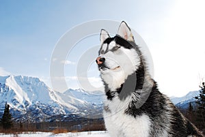 Siberian Husky posing photo