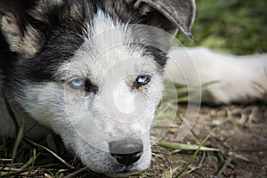 Siberian Husky Pup