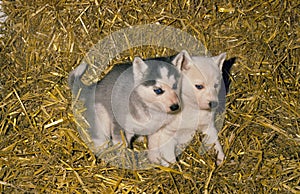 Siberian Husky, Pup laying on Straw