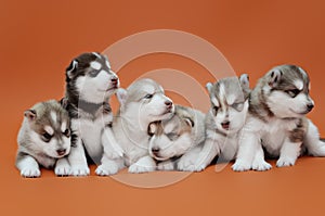 Siberian Husky puppies