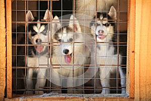 Siberian husky puppies in a cage. aviary