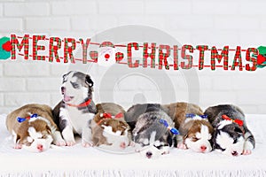 Siberian Husky puppies Christmas present