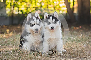 siberian husky puppies playing on green grass