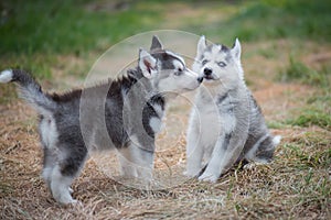 Siberian husky puppies playing on green grass