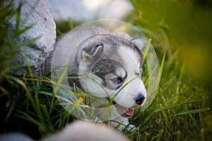 Siberian Husky puppies plays outdoors