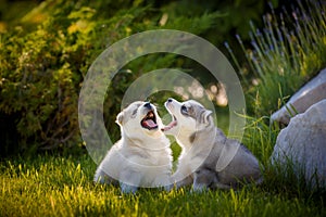 Siberian Husky puppies plays outdoors