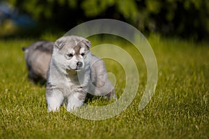 Siberian Husky puppies plays outdoors