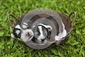 A siberian husky puppies sleeping in a basket in garden