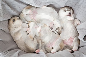 Siberian husky puppies sleeping with grey cotton