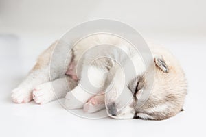 Siberian husky puppies sleeping with isolated background