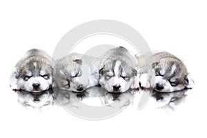 Siberian husky puppies sleeping with isolated background