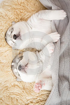 Siberian husky puppies sleeping with isolated background