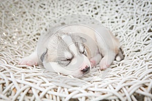 Siberian husky puppies sleeping with isolated background