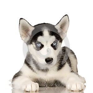 Siberian Husky puppy photo