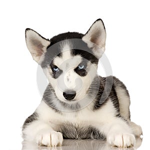 Siberian Husky puppy photo